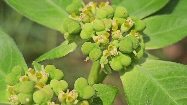 Macro close-up of a green Euphorbia plant, likely Euphorbia heterophylla, showcasing its distinctive three-lobed seed capsules and small yellowish cyathia.