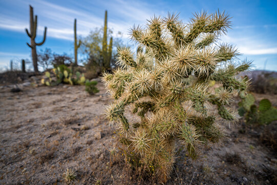 teddy bear cholla with saguaro in the background in Tucson Arizona