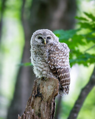 Fototapeta premium Barred owlet branching