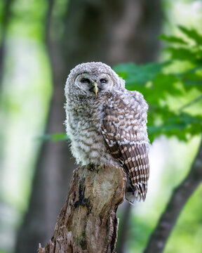 Barred owlet branching