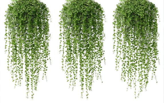 Three hanging green plants with cascading leaves on a white background