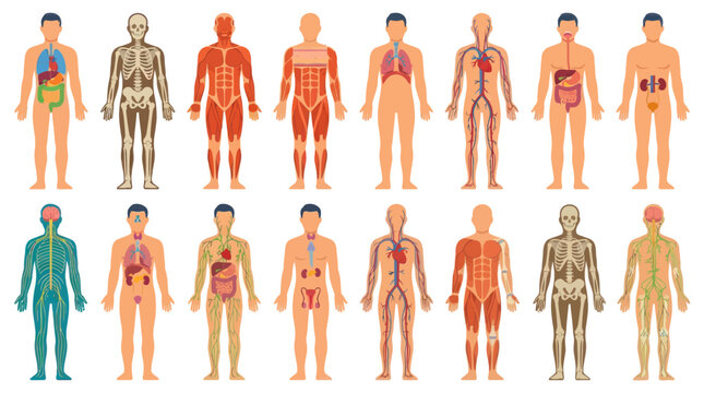 Flat Illustration of Human Anatomy - Organs, Skeleton, Muscles, Nerves