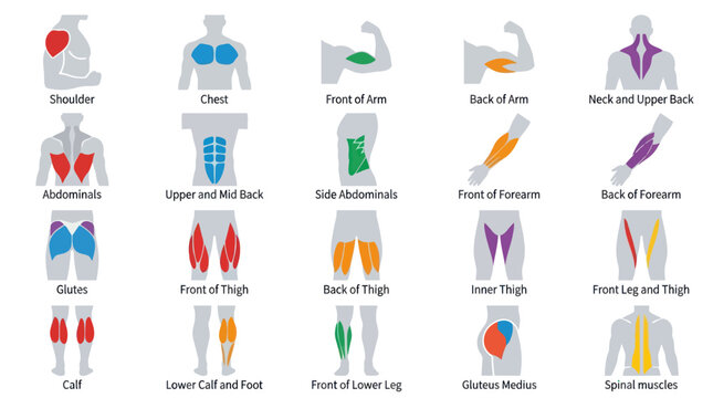 Fitness Anatomy: Flat Vector Illustration of Human Muscle Groups for Training  Education