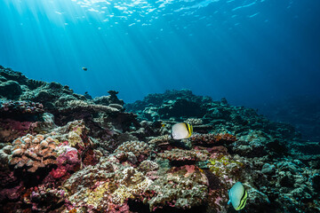 Fototapeta premium Colorful Marine Life on Sunlit Coral Reef