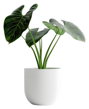 fiddle leaf fig pot size Full Size Fiddle Leaf Fig