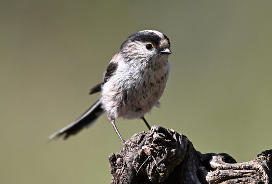 a beautiful mythical bird perched on  branch