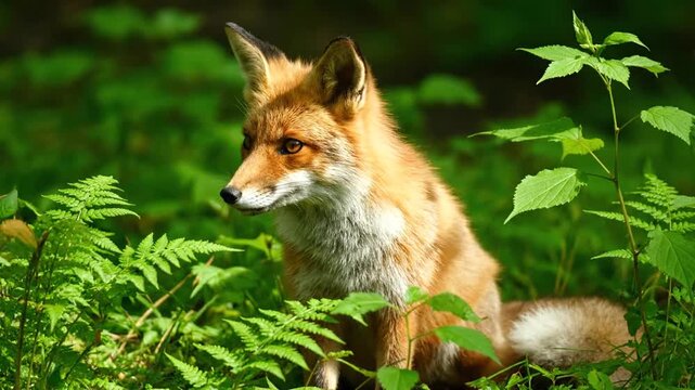 Red Fox Sitting in Green Foliage.