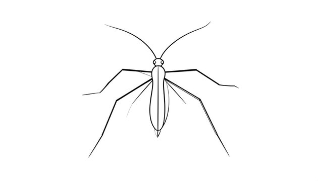 Simple line drawing illustration of a water strider insect on a white backdrop