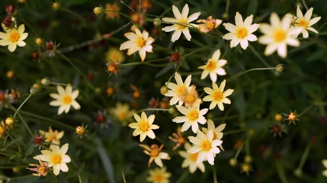 High angle close up view of small pale yellow tickseed flowers blooming in a summer garden. Delicate petals and golden centers create a beautiful natural background with soft bokeh green foliage.