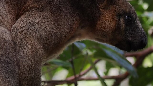 Close Up Profile of a Tree Kangaroo in Dense Green Foliage