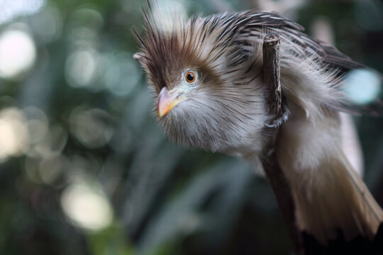 This image features a Guira cuckoo (Guira guira), a gregarious bird native to open and semi-open habitats in South America. 