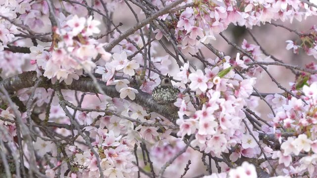 An Anna's hummingbird is camouflaged sitting on her nest in a cherry tree.  Her colorful gorget appears as she flies away.