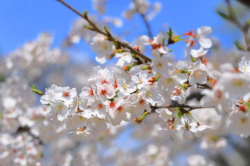 Fototapeta premium 桜・満開