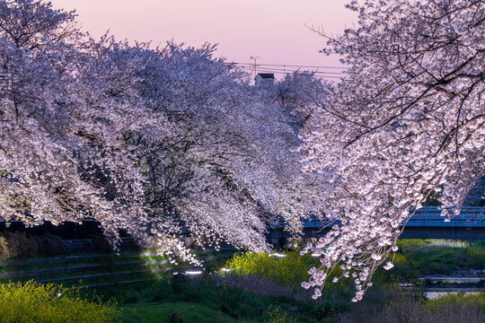 Yoshino Cherry Tree