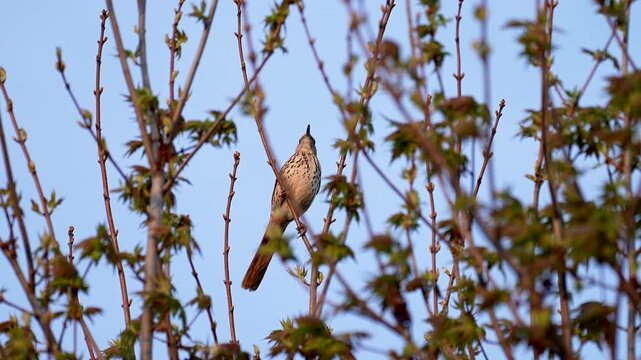 a brown thrasher sings at sunset like a mockingbird with great audio