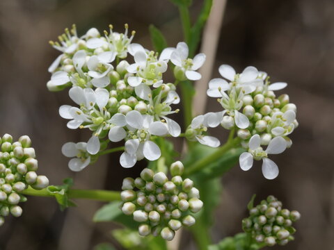 Hoary Cress (Lepidium draba) White Flower Cluster Macro, Early Spring Colorado Prairie