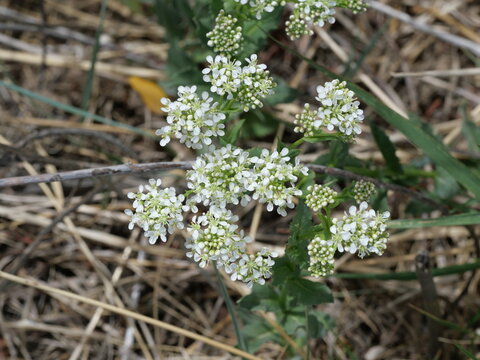 Hoary Cress (Lepidium draba) White Flower Clusters with Buds Macro, Early Spring Colorado