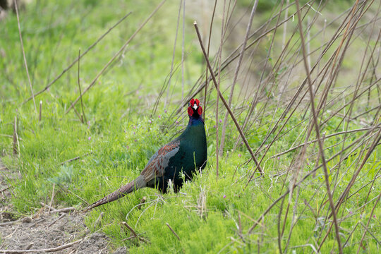 A pheasant facing the camera in a spring field