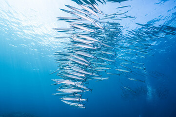 Underwater marine life with schooling barracuda © Satoshi