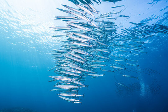 Underwater marine life with schooling barracuda