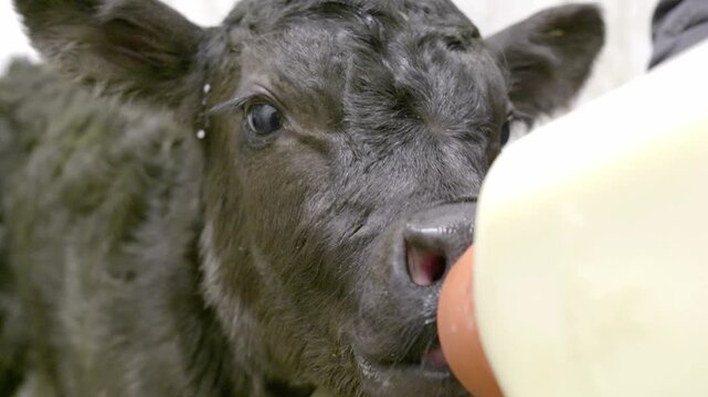 A close-up video of a young black calf being bottle-fed by a farmer, showing the calf nursing eagerly from a large nipple attached to a milk bottle on a rural farm.