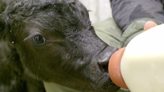 A close-up video of a young black calf being bottle-fed by a farmer, showing the calf nursing eagerly from a large nipple attached to a milk bottle on a rural farm.