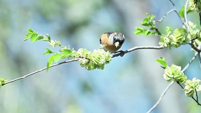 Brambling Bird Perched on Spring Tree Branch with Green Flowers