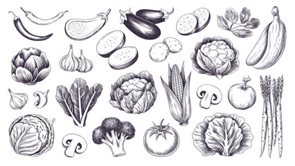 Diverse illustrations of various types of fossilized ammonite shells and related marine fossils Vector © AZIFA