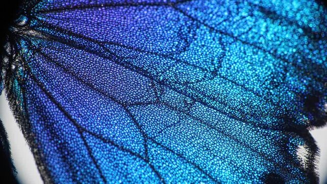 Microscopic tracking shot of iridescent blue butterfly wing scales reflecting light
