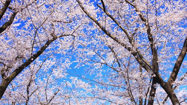 cherry blossom against blue sky