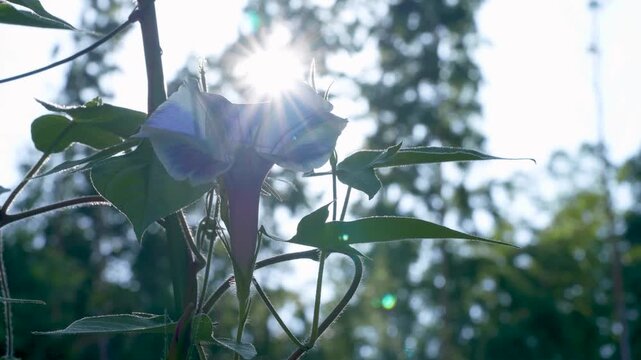 青に白い模様が入ったアサガオの背後から光があたり透けている動画