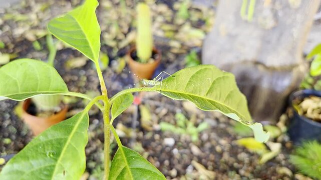 Plants 