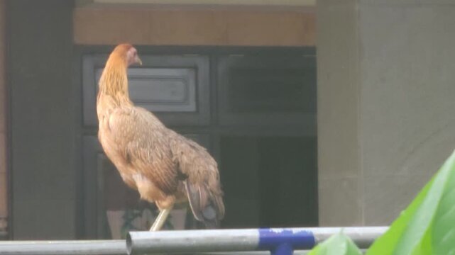 A brown hen balances on a metal railing outdoors, stretching its neck and attentively looking around its surroundings in front of a building on a slightly hazy day.