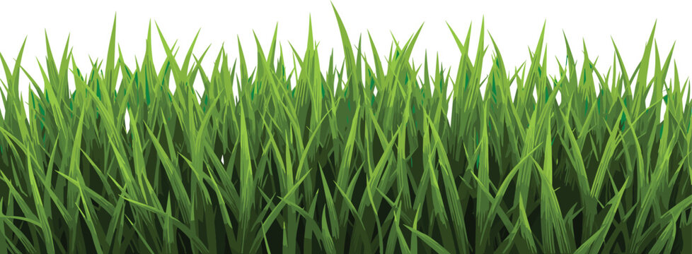 Fresh green grass border with dense blades, natural lawn vector illustration for garden, landscape design, spring season, and eco background concept