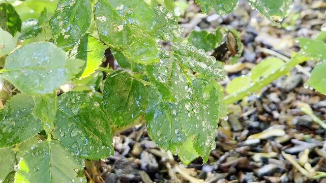 Natural plant 