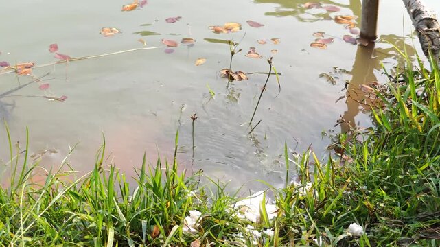 The fish are eating the food in the pond.