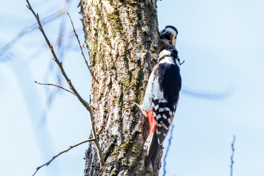 アカゲラ, キツツキ科, （英名学名：Great Spotted Woodpecker, Dendrocopos major） 繁殖期でオスがメスを追いかけて飛び回っている。 秋ヶ瀬公園埼玉県さいたま市 - 2026 