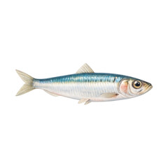 Fototapeta premium PNG Realistic fish illustration transparent