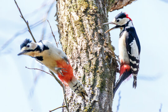 アカゲラ, キツツキ科, （英名学名：Great Spotted Woodpecker, Dendrocopos major） 繁殖期でオスがメスを追いかけて飛び回っている。 秋ヶ瀬公園埼玉県さいたま市 - 2026 