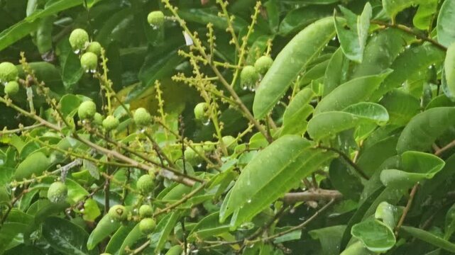 Close up of young, green longan fruits and leaves covered in glistening raindrops. The branches of the Dimocarpus longan tree sway gently in the breeze after a fresh rain.