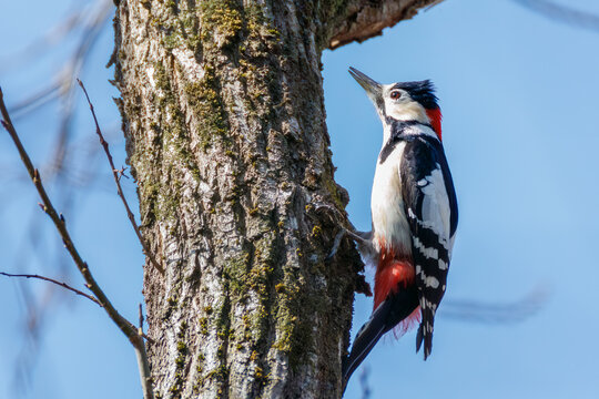 アカゲラ, キツツキ科,
繁殖期でオスがメスを追いかけて飛び回っている。
秋ヶ瀬公園埼玉県さいたま市 - 2026 
（英名学名：Great Spotted Woodpecker, Dendrocopos major）