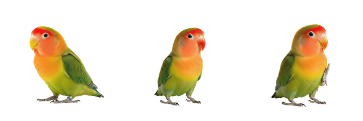 Peach-faced Lovebird Agapornis roseicollis posture on white floor, rose-ringed lovebird, inséparable à face rose, Rosenköpfchen, African parrot, small pet bird, colorful lovebird photography. © Greate