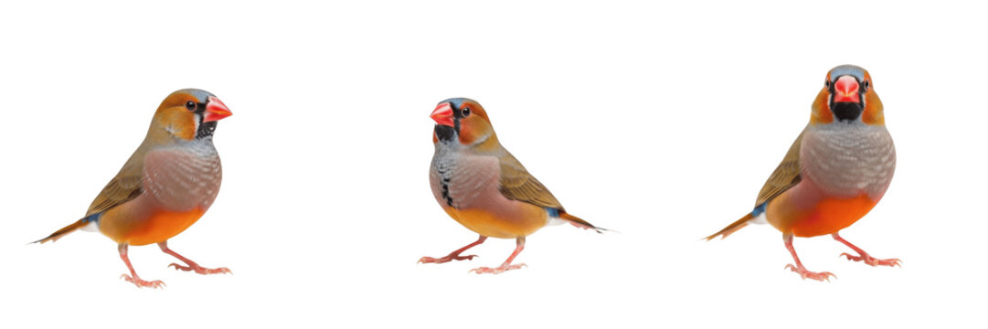 Society Finch Lonchura striata domestica standing calmly, moineau du Japon, Japanisches M&ouml;vchen, bengalese finch, domestic bird, small pet finch, calm bird posture.
