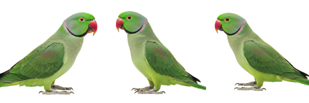 Indian Ringneck Parrot Psittacula krameri side profile standing, perruche &agrave; collier, Halsbandsittich, rose-ringed parakeet profile, green parrot, exotic pet bird, side view bird photography.