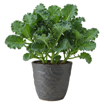 Lush curly kale plant in textured dark gray pot, close-up view isolated on white background