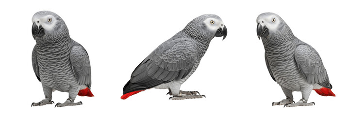 African Grey Parrot Psittacus erithacus feather texture visible, perroquet jaco, Graupapagei, intelligent parrot standing, grey parrot plumage, exotic avian photography. © Greate