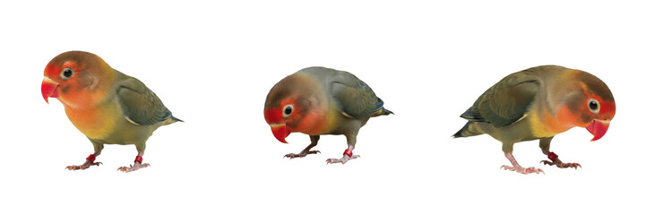 Peach-faced Lovebird Agapornis roseicollis looking downward, inséparable, Rosenköpfchen, African parrot behavior, small pet bird standing, curious avian photography. © Greate