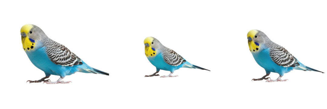 Budgerigar Melopsittacus undulatus walking step on white floor, perruche ondul&eacute;e, Wellensittich, parakeet movement, pet bird walking, colorful Australian parrot.