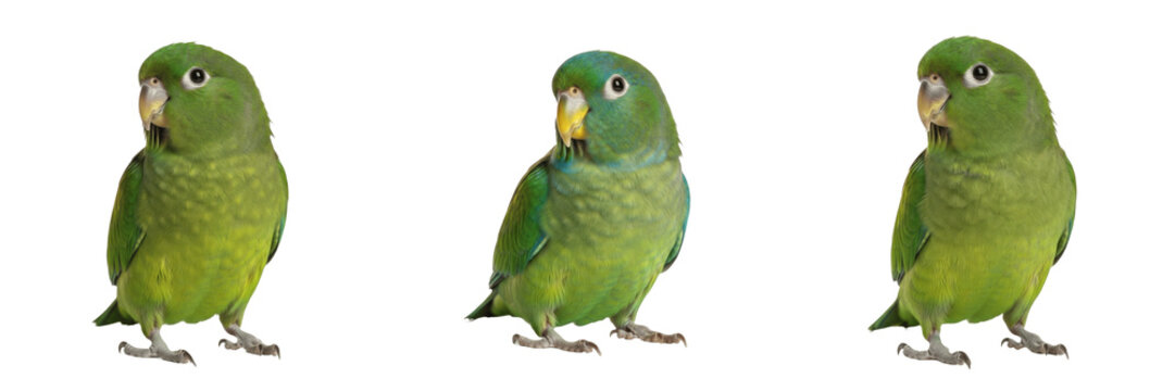 Parrotlet Forpus coelestis standing alert compact posture, toui c&eacute;leste, Sperlingspapagei, Cotorrita celestial, tiny green parrot, Pacific parrotlet, small bird photography, alert avian stance.