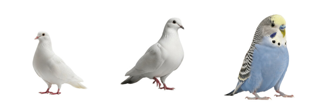 Canary Serinus canaria domestica standing minimal motion, canari, Kanarienvogel, Canario, domestic songbird, yellow bird posture, pet canary photography, quiet bird stance on clean white floor.